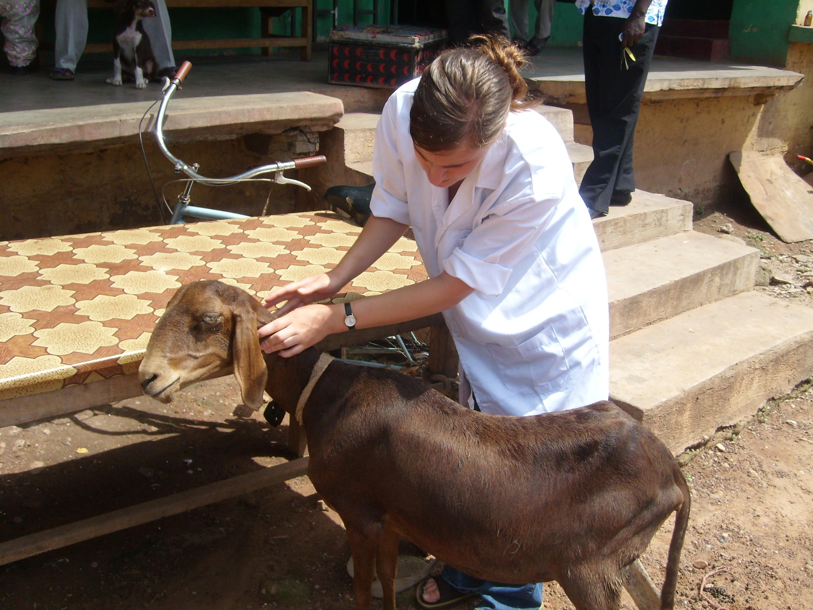 A student doing a Veterinary Medicine internship in Ghana helps examine a goat. An intern doing a Veterinary Medicine placement in Ghana helps treat a goat in a rural village.